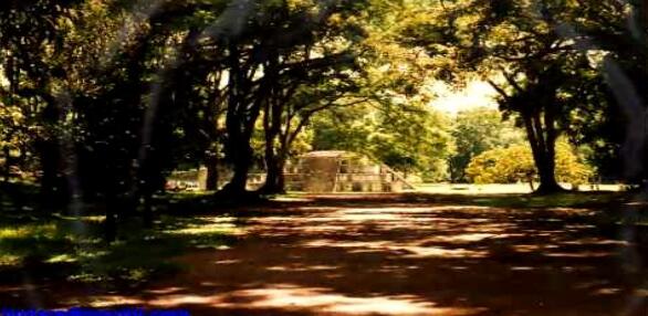 获取森林影像原理