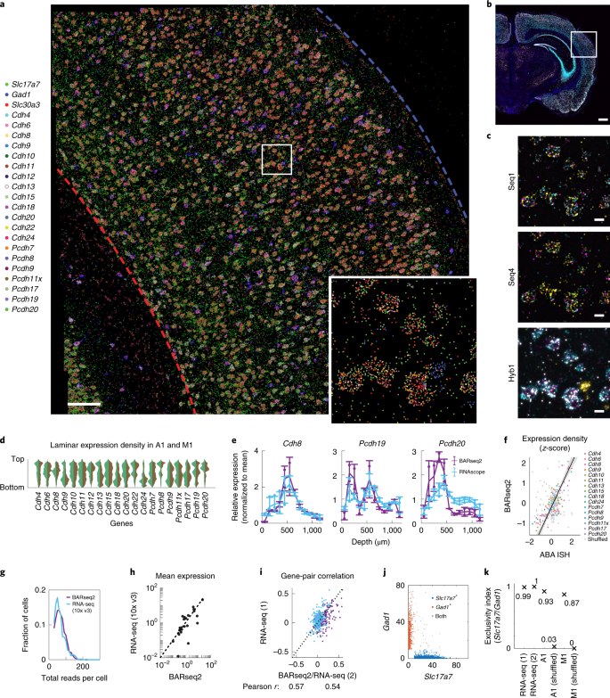 Fig.2 使用 BARseq2 多重检测 mRNAs