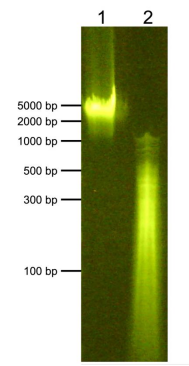 Epicypher热销产品——CUTANA™ E. coli Spike-in DNA