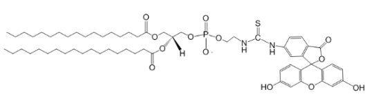 磷脂-荧光素标记DSPE-FITC磷脂改性荧光素