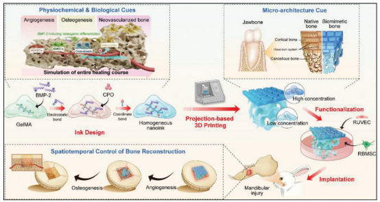 高分文献解读｜3D打印骨支架实现梯度密度颌骨功能性重建