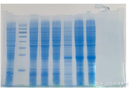不会吧,蛋白质染色你还在用考马斯亮蓝?_蛋白放错脱色液-CSDN博客