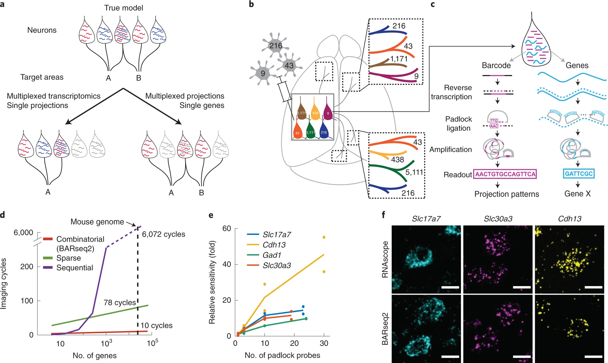 Fig.1 使用 BARseq2 进行内源性 mRNAs 的原位测序