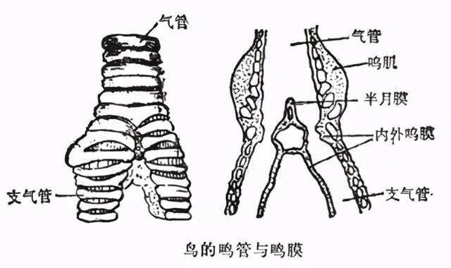 鸟的内脏结构图图片