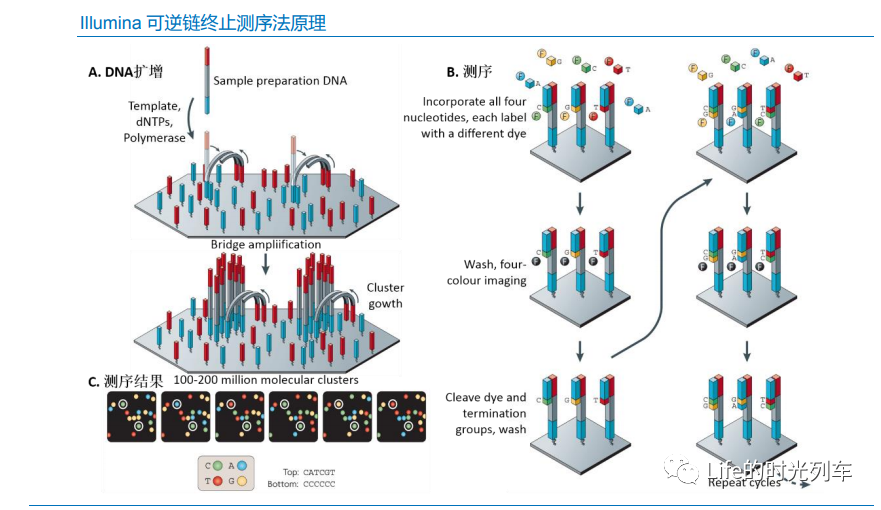 脫氧核糖核酸dna測序全套基因測序技術應用及市場總結