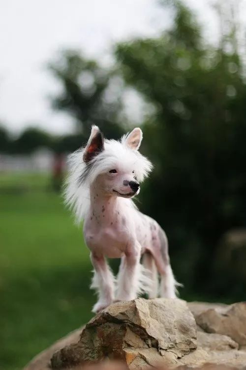 每日一犬中国冠毛犬