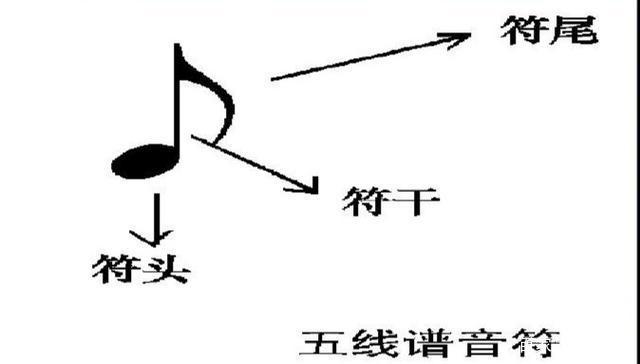 音符由三个部分组成,符头,符干和符尾(全音符和二分音符只有符头,符干
