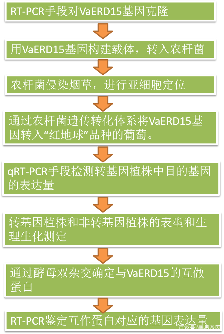 遗传转化在基因功能研究中的应用VaERD15基因与葡萄的耐寒性