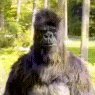 23a613b6e4a9bbeb42e9ed21998ff206.gif