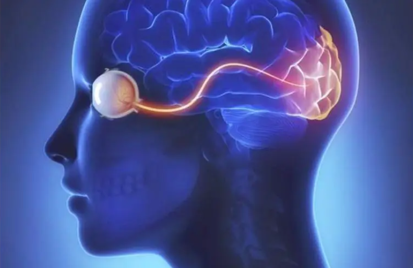 人类大脑视觉的处理过程