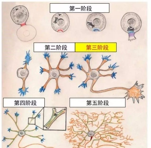 神經元軸突發育的探索簡史