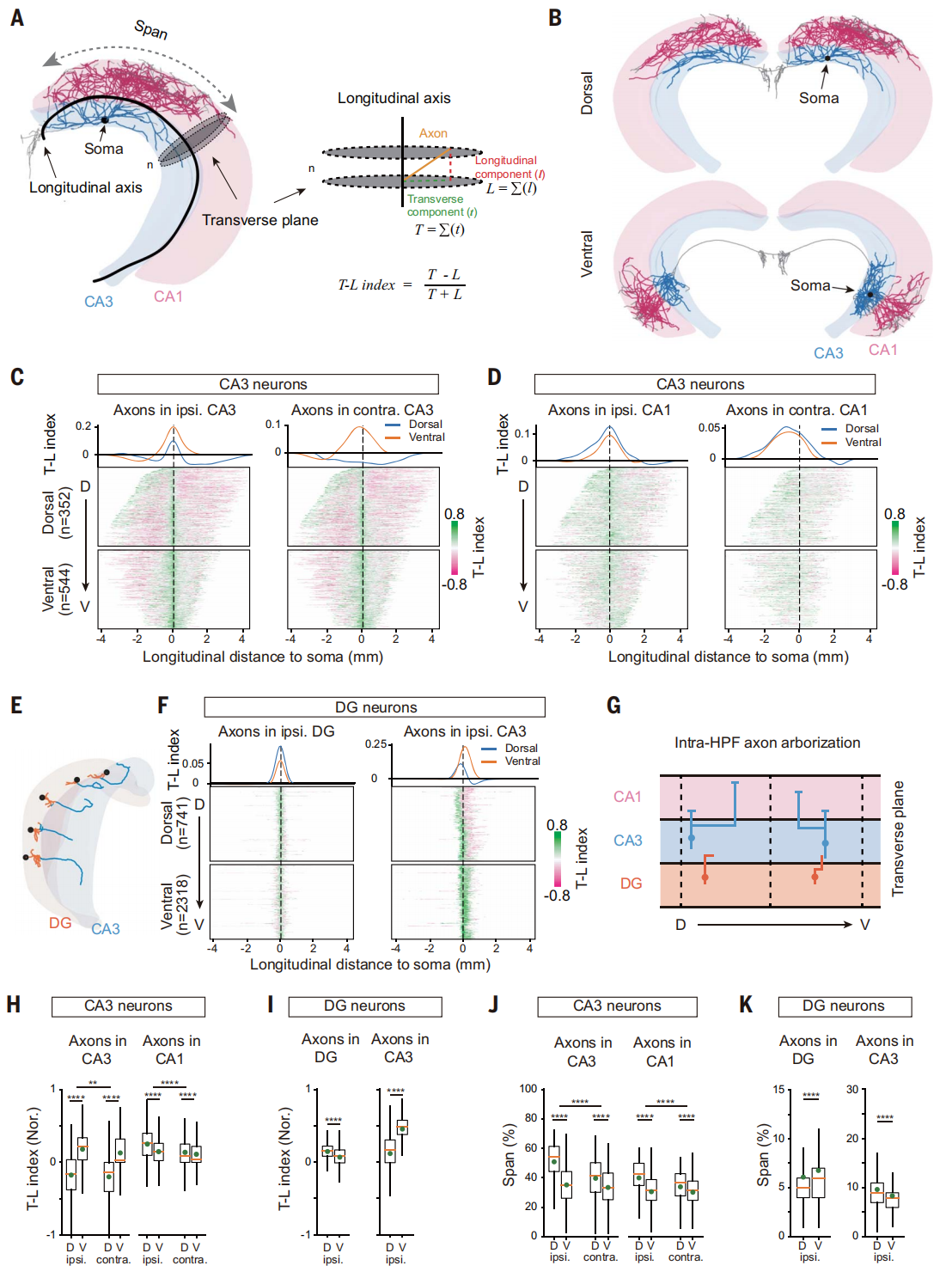 文献阅读:海马单个神经元投射组的全脑空间组织_whole-brain spatial organization of hippocampal ...