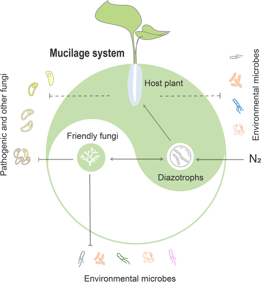 Microbiome | 中科院/农科院/浙大解析微生物介导的植物气生根黏液固氮功能及稳态维持机制...-CSDN博客