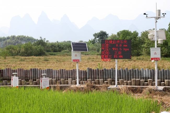 柳州楼顶种植水稻 国稻种芯·中国水稻节：广西12万亩米飘香