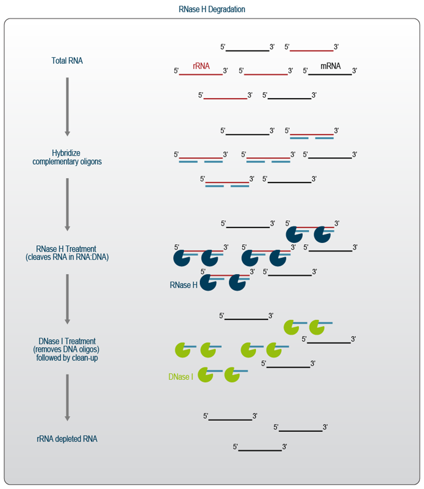 RNA-Seq前处理:mRNA富集还是rRNA去除?_rnaseq数据如何去除核糖体rna-CSDN博客