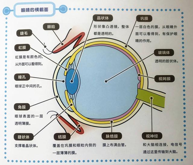 三,人的眼睛构造