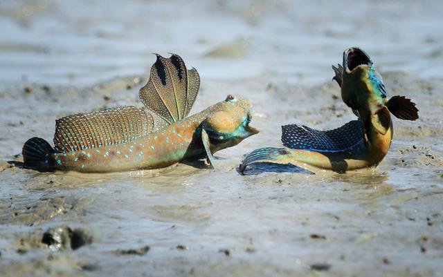 冻库正常低压力是多少弹涂鱼上市卖不动还有8万斤要进冻库市场低迷不