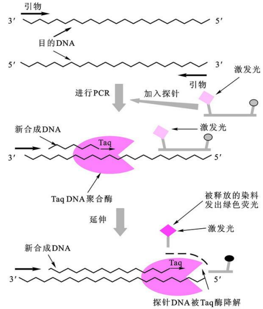 PCR和q-PCR_qpcr反应体系-CSDN博客