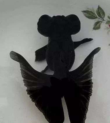 卖金鱼的地方金鱼怎么养记住这3点即可回归最简单的养金鱼方法