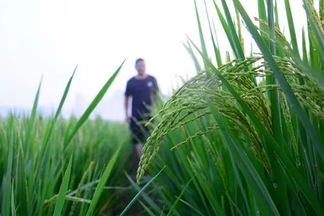 郯城县3万亩水稻扬花临沂"丰"景如画 山东| 国稻种芯·中国水稻节