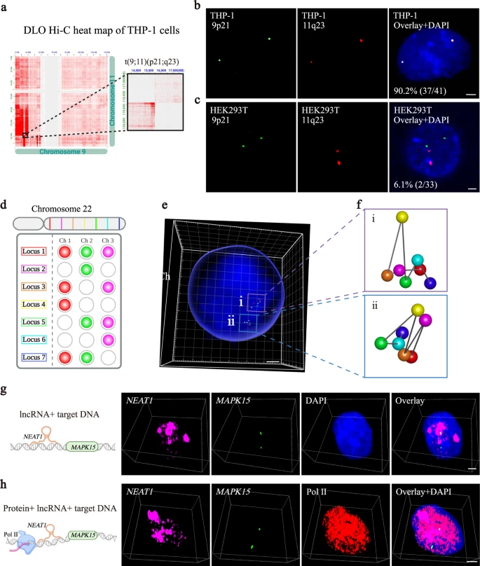 Fig. 4 通过 π-FISH rainbow 同时原位检测 DNA、RNA 和蛋白质