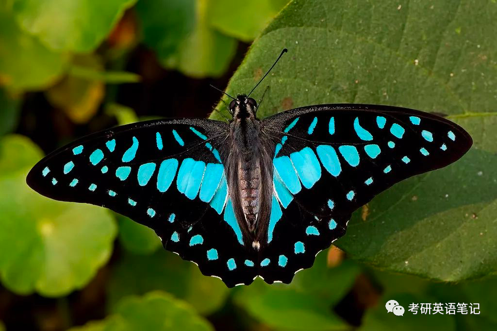 藍閃蝶 morpho peleides金裳鳳蝶troides aeacus玫瑰綃眼蝶cithaerias