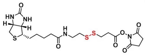 生物素-二硫键-琥珀酰亚胺酯 Biotin-SS-NHS CAS：142439-92-7 具有良好的水溶性