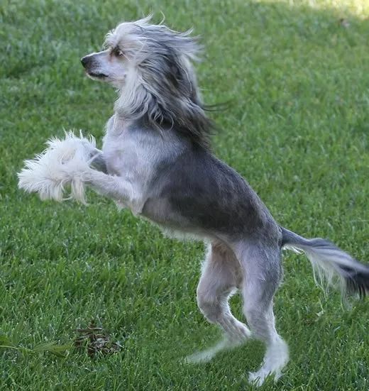 每日一犬中国冠毛犬