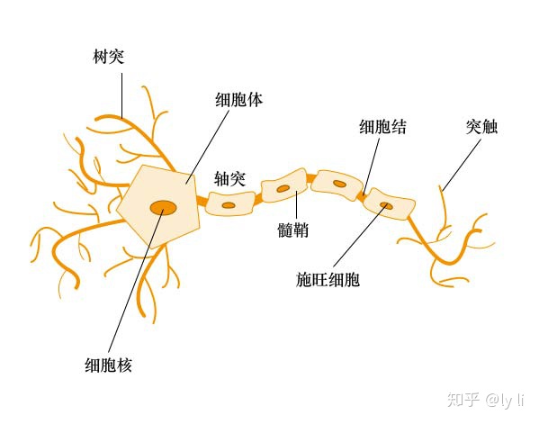 mcculloch-pitts 神经元模型