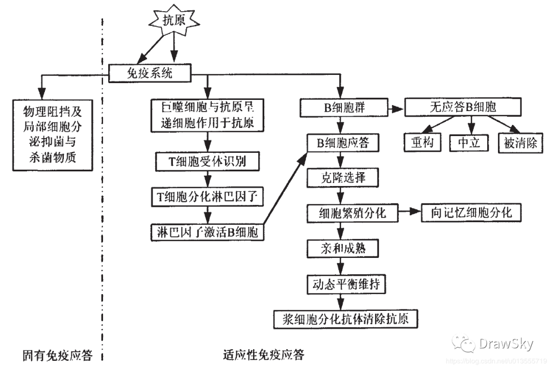 免疫系统的应答