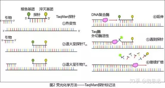 定量检测是什么_【分子】荧光定量pcr(二)_weixin_39864101的博客