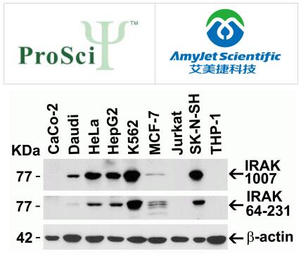 ProSci 艾美捷IRAK抗体使用说明书