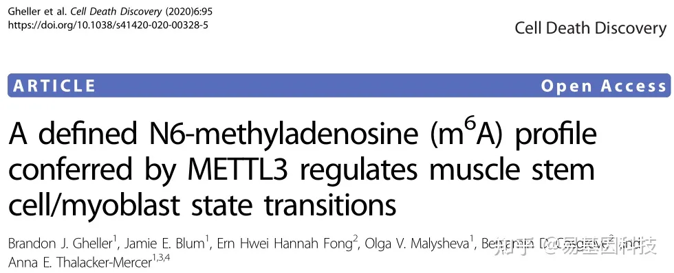 易基因：METTL3介导的m6A甲基化谱调控肌肉干细胞成肌细胞状态转换｜发育分化