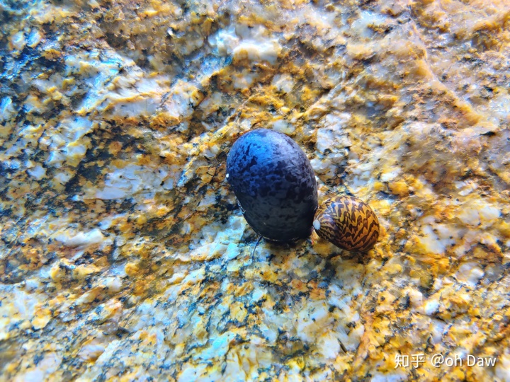 金线鼠,颜色很有意思,本图有腮泛红现象