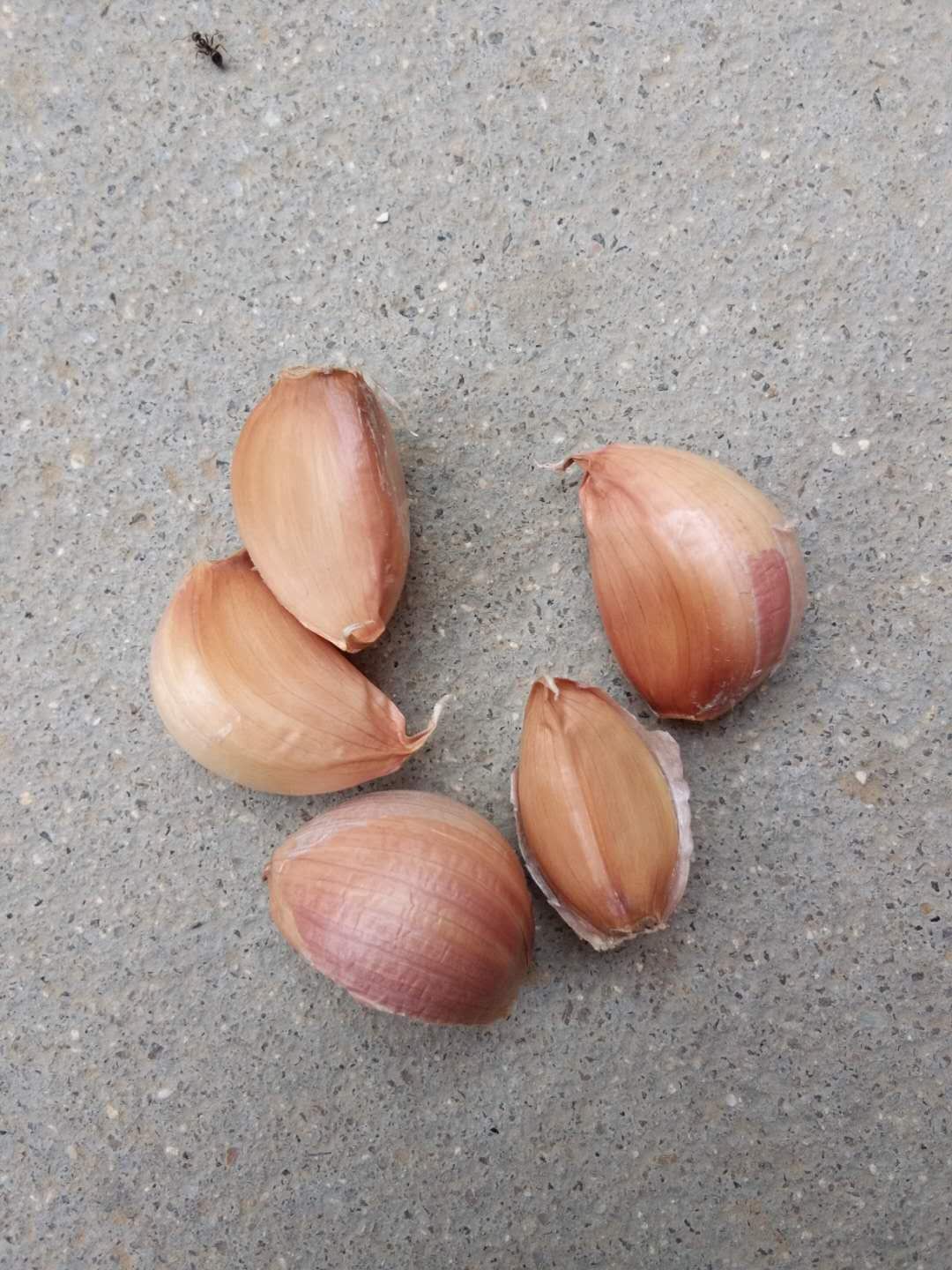 目前高产的稻麦品种的光能利用效率仅为左右原平紫皮大蒜种子品种