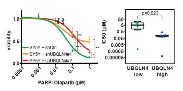 Olaparib 有望治疗 UBQLN4 过表达型肿瘤