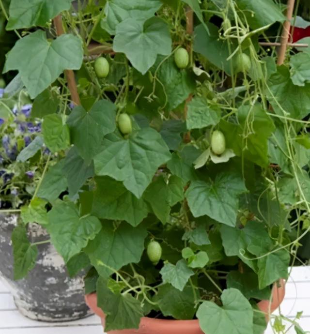 data储存大小未知拇指西瓜见过吗葡萄大小黄瓜味道盆栽指导