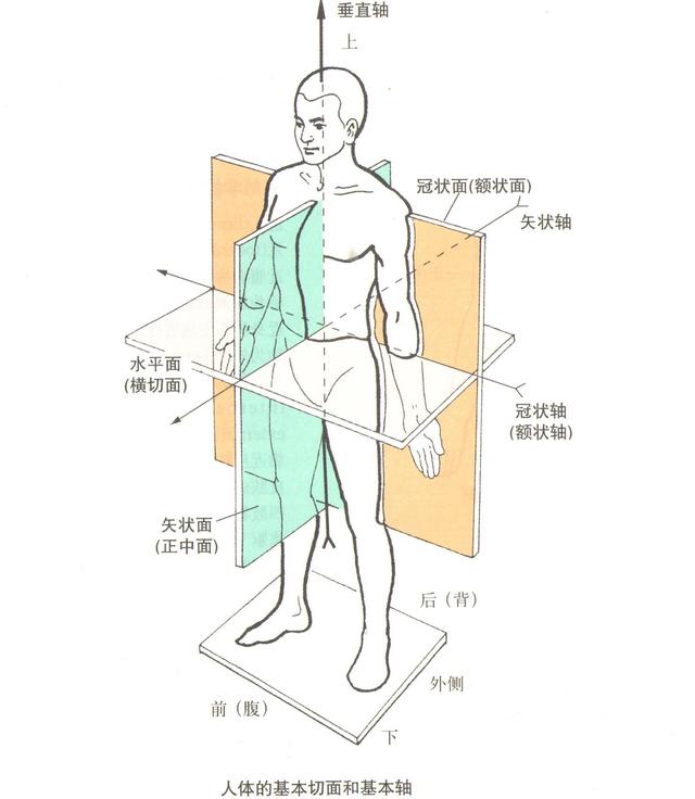 矢状面冠状面水平面, 人体 矢状面 – UWROM