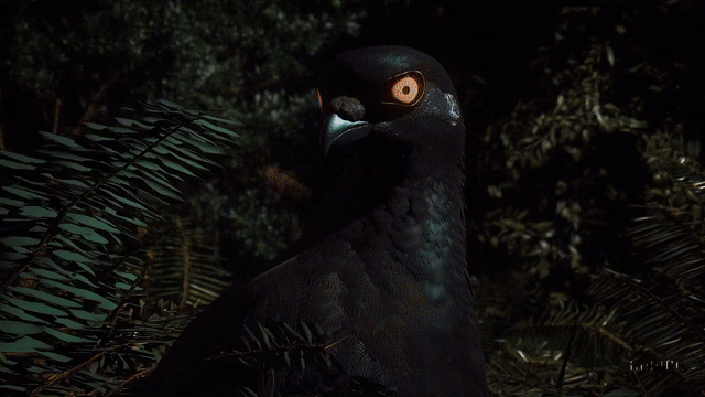 3061f561d70c7dc0707f11513b783895.gif