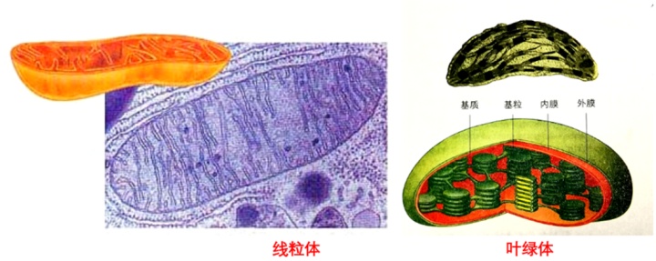 叶绿体线粒体图片图片