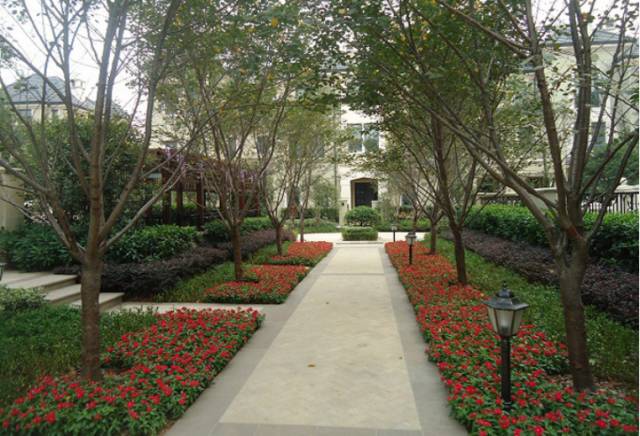 中运用绿化设计中地被放线手法运用