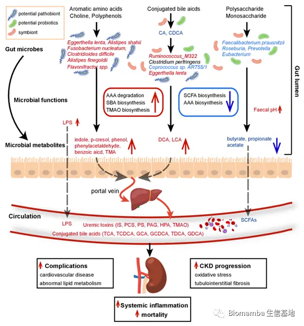 肠道微生物群肾衰竭