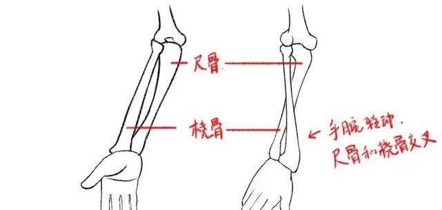 画一点轮廓,但是在人体中,锁骨是长到和肱骨(上臂的骨头)连在一起的