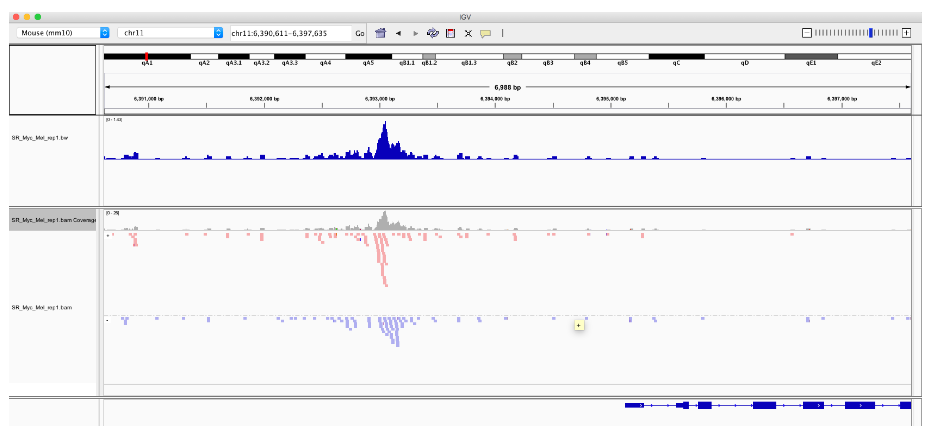 ChIP-seq 分析：Mapped 数据可视化（4）