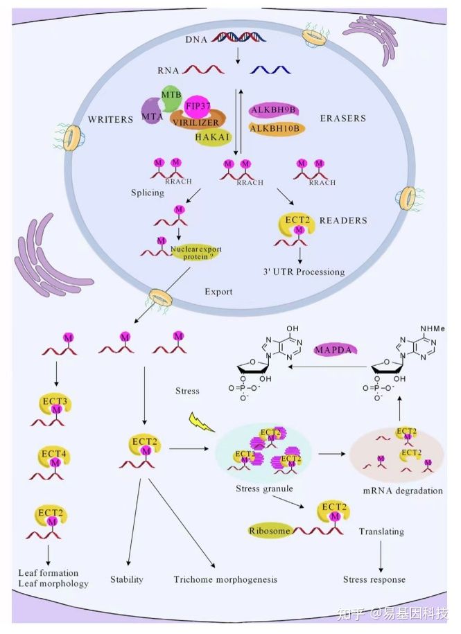 易基因｜植物中m6A甲基化酶调节机制：组成、功能和进化_writers erasers readers-CSDN博客