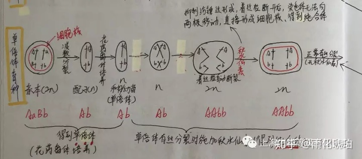 图9图10注意:1,单倍体概念—由配子得到的后代(不论有多少个染色体组