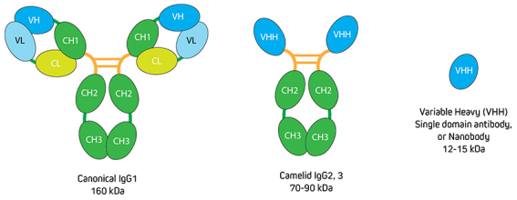 Jackson ImmunoResearch新品推荐—纳米二抗（Nano Secondary Antibodies）