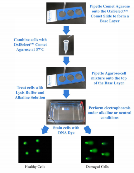 艾美捷彗星检测试剂盒（单细胞凝胶电泳）化验原理及研究