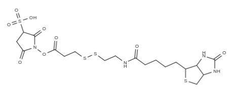 Sulfo-NHS-SS-biotin，CAS：325143-98-4介绍，生物素双硫键琥珀酰亚胺