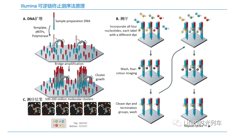 脱氧核糖核酸dna测序科普丨关于基因测序技术应用及市场总结